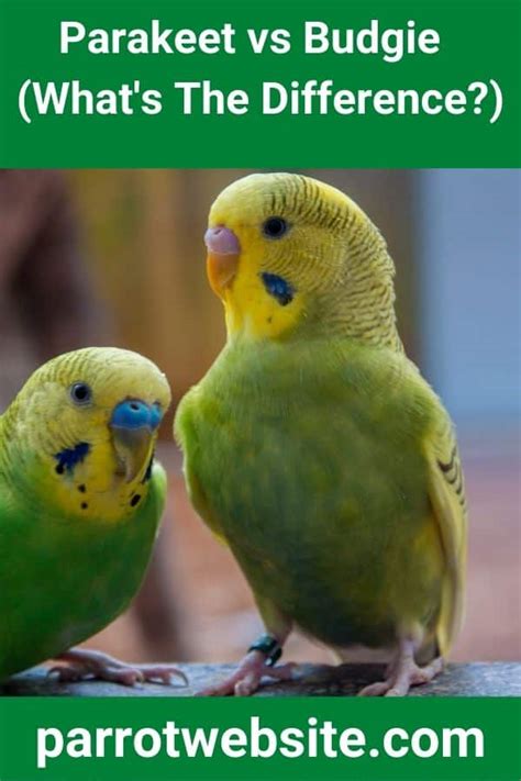 Parakeet Vs Budgie Whats The Difference Parrot Website