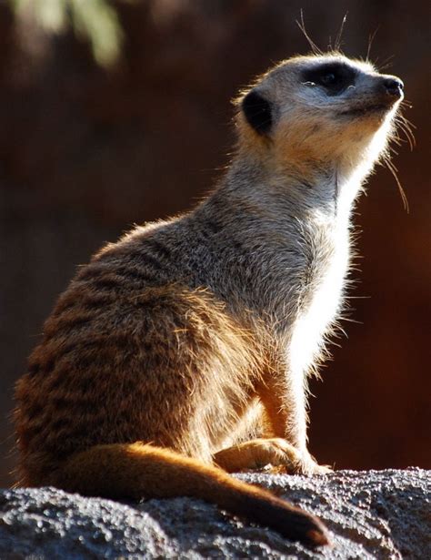 Meerkat At Houston Zoo Houston Zoo Meerkat Zoo