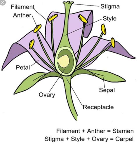 Flower Structure And Function Quizlet Best Flower Site