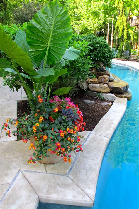 Pool Pots Around Waterfall Tropical Backyard Landscaping Plants