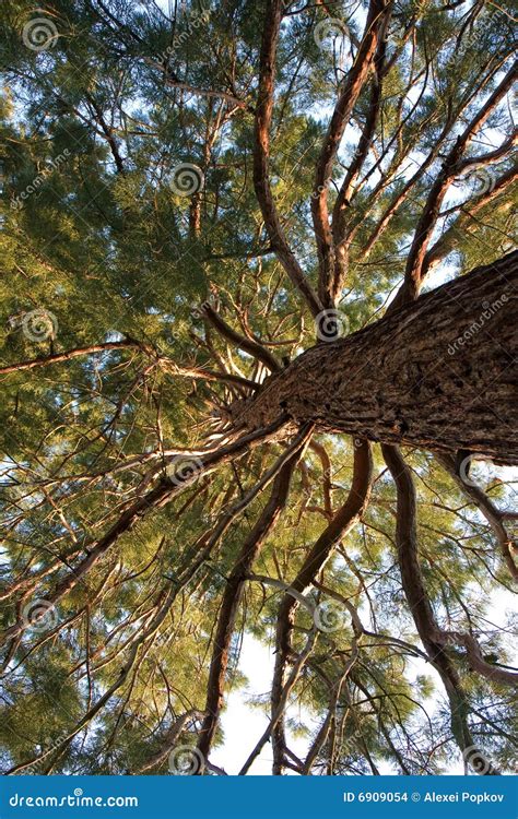 Very Old Pine Tree Stock Photo Image Of Pine Forest 6909054