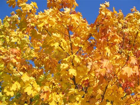 Yellow Maple Tree Stock Photo Image Of Beautiful Gold 10977122