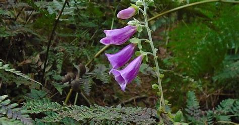 Foxglove Flower Imgur