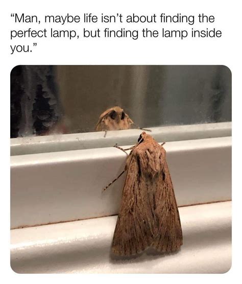 i love lamp r memes