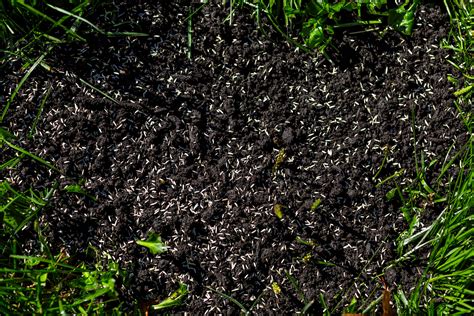 When to aerate your lawn. What are the benefits of aeration and overseeding ...