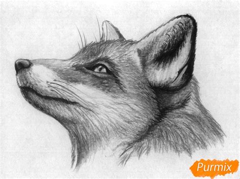 Как нарисовать голову лисы карандашами поэтапно Рисунок лисы
