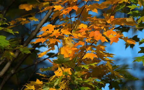 Download Wallpaper 3840x2400 Maple Leaves Branches Autumn Macro 4k