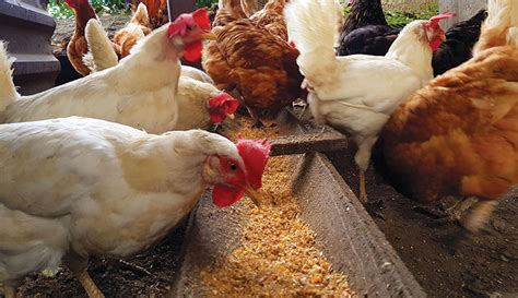 Poultry Feed Market Current Situation And Growth Forecast To 2026 Papaak