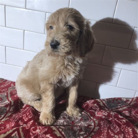 The goldendoodle gained popularity in the 1990's, and breeders soon began developing a smaller goldendoodles by introducing the mini. Golden Doodle Puppies For Sale | Chicago, IL #323986