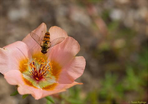 Ihre volle pracht entfaltet diese einjährige, nicht ausdauernde sommerblume während der blütezeit von juni bis august. Portulakröschen (Portulaca grandiflora).. Foto & Bild ...