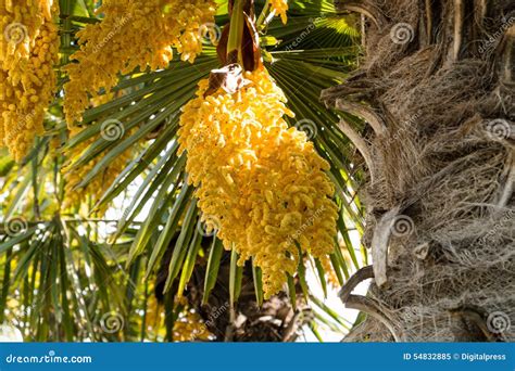 Chinese Windmill Palm Ripe Fruits Or Trachycarpus Fortunei Royalty Free