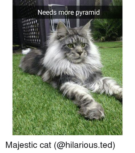 Needs More Pyramid Majestic Cat Funny Meme On Meme