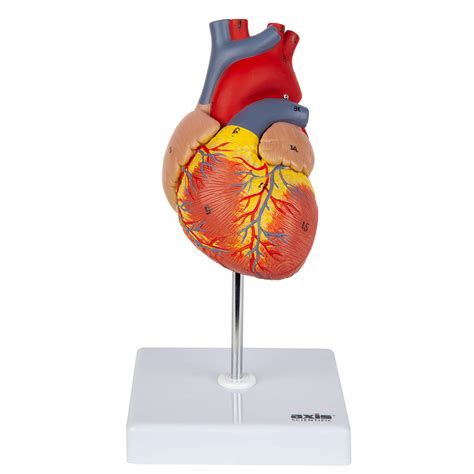 Buy Axis Scientific Heart Model 2 Part Deluxe Life Size Human Heart