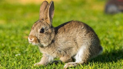 Kurz Erklärt Was Unterscheidet Hase Und Kaninchen