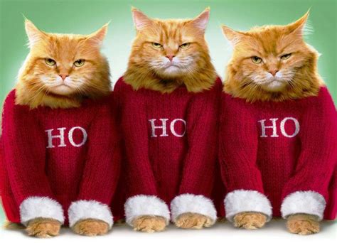 Hd Christmas Cats Wallpapers Download Wallpapers Daddy