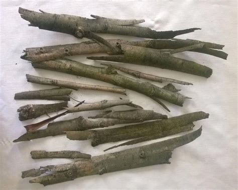 Willow bark is the outer shell of the willow tree. Weeping Willow Bark- 1/16" Thick 14 Pieces 4 1/2"-17" Long ...