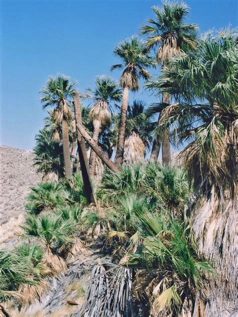 Jumbled Trees Palm Canyon Palm Springs California
