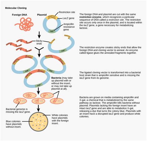 Process Of Gene Cloning With Diagram Hd Png Download Kindpng