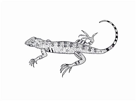 Flying Lizard Coloring Pages Coloring Home