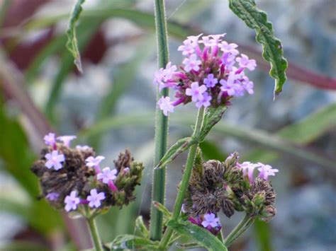 Saving Verbena Seeds When To Harvest Verbena Seed From Plants