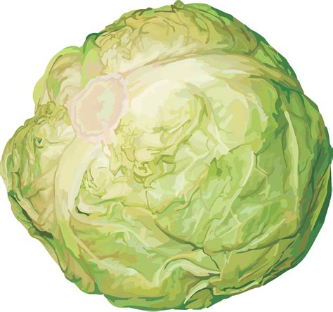 Cabbage Png Image Purepng Free Transparent Cc0 Png Image Library