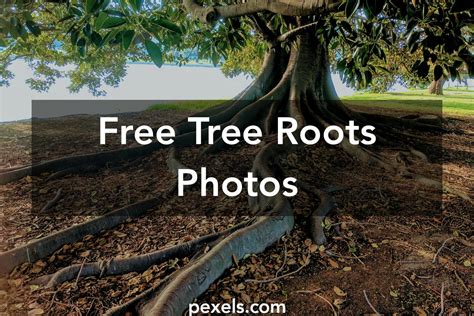 1000 Beautiful Tree Roots Photos · Pexels · Free Stock Photos