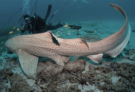 Mozambique Leopard Shark Research Project — Marine Megafauna Foundation
