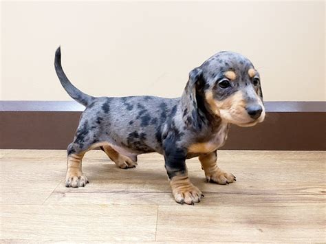 However, their historic hunting heritage gives them a tenacity unsuitable for first time dapple dachshund puppies come in two different sizes: Dachshund-DOG-Male-RD:PBLD-2308490-Petland Beavercreek, OH
