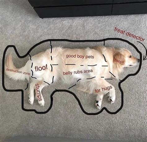 Anatomy Of A Doggo Rarepuppers