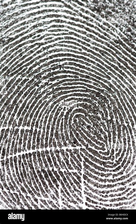 Fingerprint Swirl High Resolution Stock Photography And Images Alamy