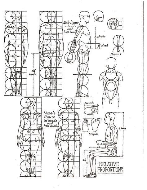 Basic Proportions Of The Human Body Stafford Artworks