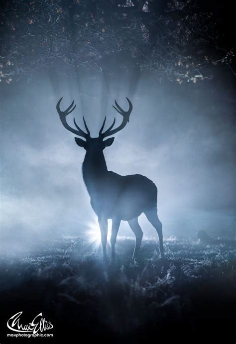 Misty Mystic Monarch 500px Spirit Animal Art Deer Photography