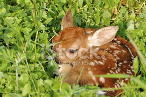 Whitetail Deer Fawn Stock Photo Royalty Free Freeimages