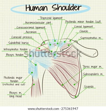 Check spelling or type a new query. Vector Illustration Human Anatomy Shoulder Stock Vector ...