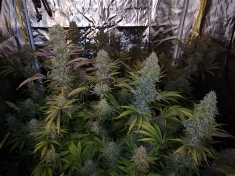 Forbidden fruit strain is an indica strain, consisting of 70% of cherry pie and 30% of tangie. Strain-Galerie: Forbidden Fruit x Watermelon Zkittlez ...