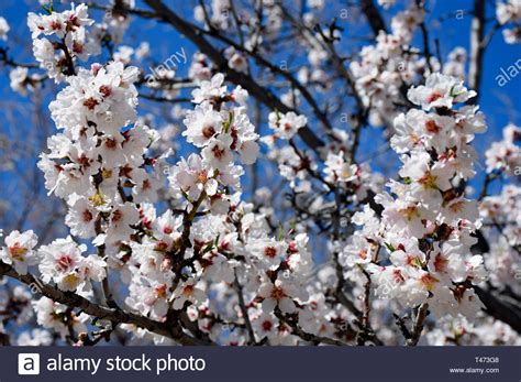 White Cherry Blossom Tree Stock Photo Alamy