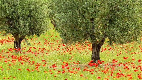 Poppies And Trees Bing Wallpaper Download