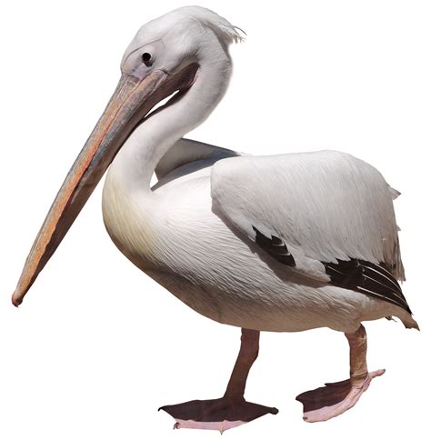 Pelican Png Picture Png Arts