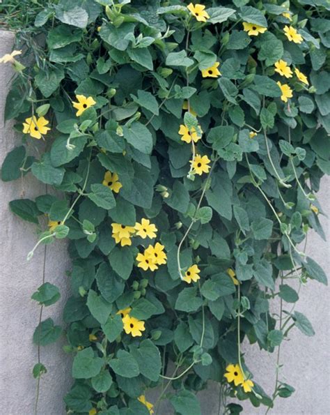Climbing hydrangea vines are perennials that take about two to three years to establish themselves. Vertical Gardening: Designing for Production - ABC Acres