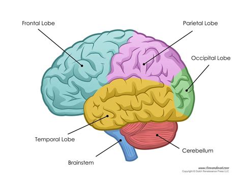 Labeled Picture Of The Human Brain Brain Diagram