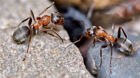 Was hilft gegen Ameisen in Haus und Garten? | BR24