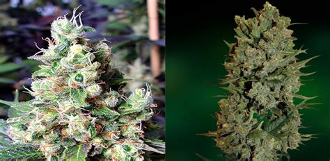 If you plan to grow weed under led lights, avoid making so, what is the ideal distance between your grow lights and your plant canopy? Best Strains To Grow Under Led Lights - GreenBudGuru