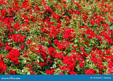 Red Rose Bushes Background Stock Image Image Of Nature 131293257