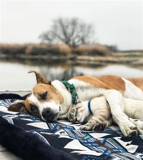 This Cat And Dog Duo Love Travelling Together And They Take The Best