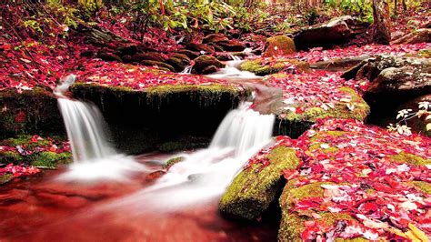 Waterfall Stream Between Algae And Dry Red Leaves Covered Rock Hd