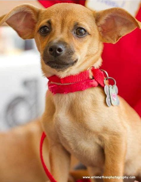 32 Chihuahua Terrier Mix Ideas Chihuahua Terrier Mix Terrier Mix Chihuahua