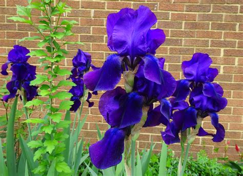 Love Joy And Peas Yellow Blue Purple And White Irises From My Garden