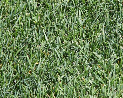 Topwebanswers.com has been visited by 1m+ users in the past month Pin on LAWN CARE