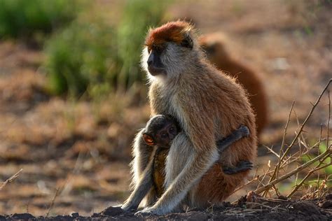 Baby Patas Monkey