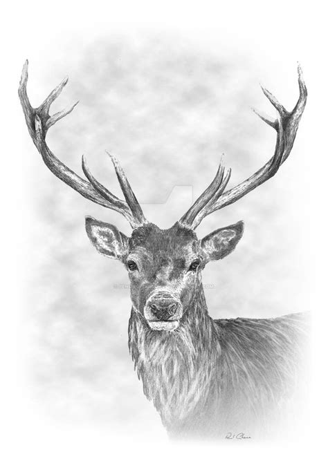 Stag Pencil Drawing By Pencilspenspixels On Deviantart Pencil Drawings